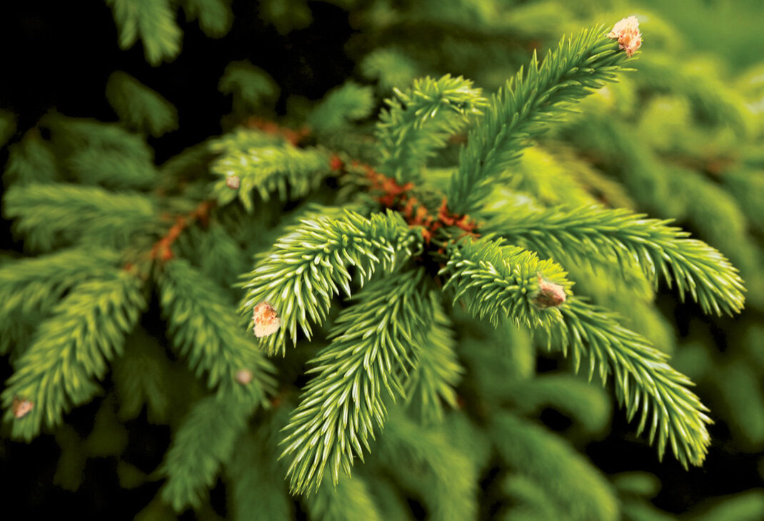 Close up of evergreen branch