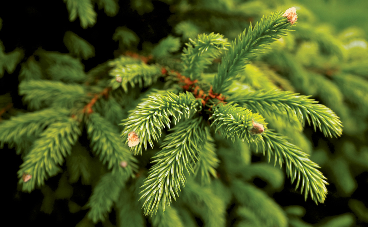 Close up of evergreen branch