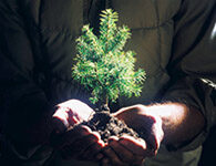 Hands with pine tree in soil
