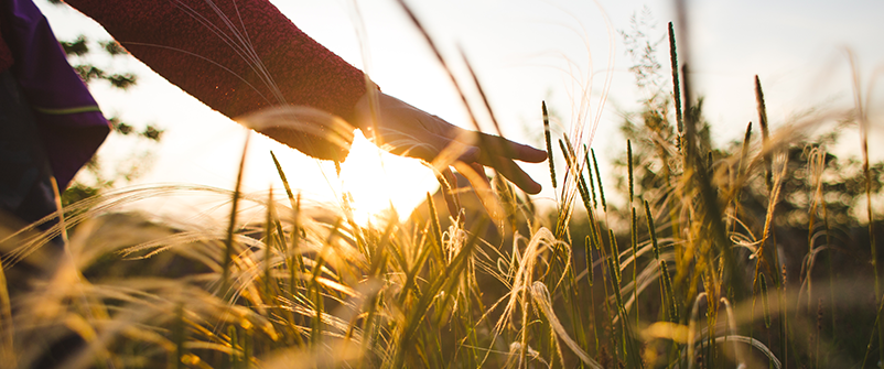 hand in fields of wheat representing nature healing